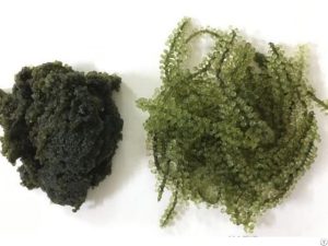 DỊCH VỤ VẬN CHUYỂN RONG NHO SẤY KHÔ ĐI PHÁP UY TÍN TẠI JETSTAR CARGO