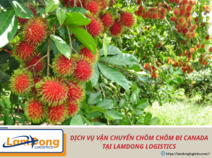 Dịch vụ gửi chôm chôm từ Việt Nam qua Canada an toàn, nhanh chóng cùng FWD logistics. Hỗ trợ đóng gói lạnh, khai báo hải quan và vận chuyển quốc tế tối ưu.